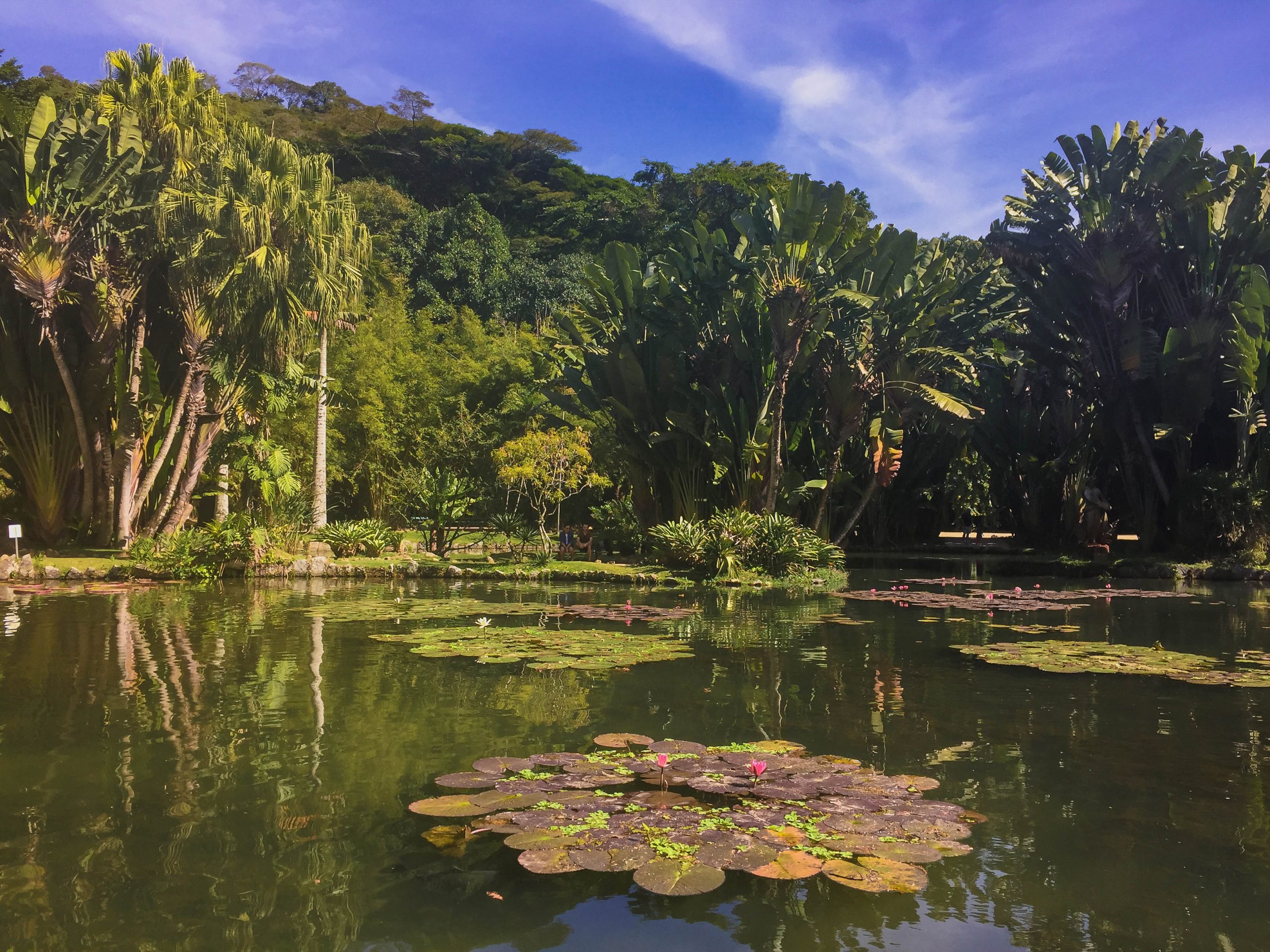 O Que Fazer No Jardim Bot Nico Rio De Janeiro Dicas Incr Veis